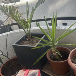 two plants w nice pots