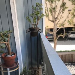 Tall Wrought Iron Plant Holder, Pot & plant