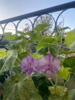 Real purple Orchid earrings