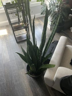 Snake plant 