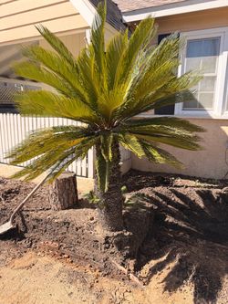 Seco Palm Tree
