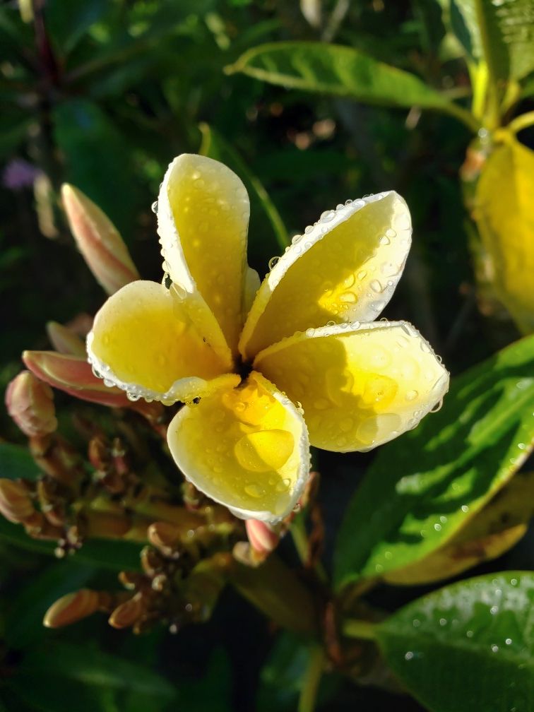 PLUMERIA for sale Huge variety!! for Sale in San Diego, CA OfferUp