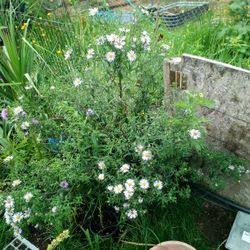 Huge Potted Aster Plant
