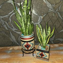 Sansevieria Snake Plants In Matcking Pots