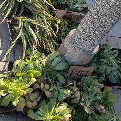 Free Succulents