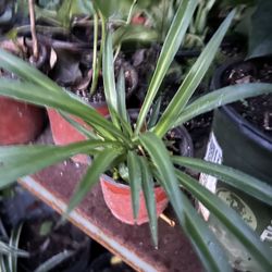 Planta