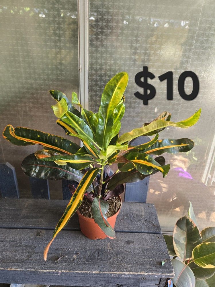 Croton Plant