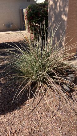 Plant desert bush you dig