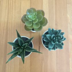 Succulents, Artificial, Set Of 3 
