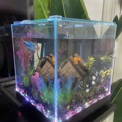 3 Gallon Glass Cube Fish Tank With Filter And Lights