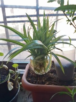 Spider Plants