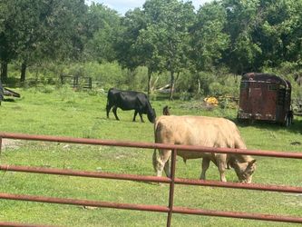 Family of Livestock