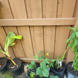 Various potted fruit  plants in different sizes. 
