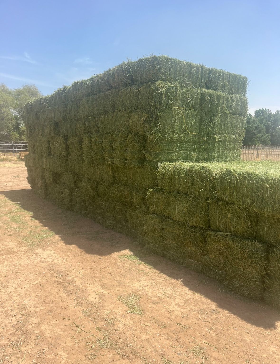 Alfalfa Hay