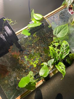 Monstera