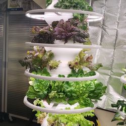 Lettuce Grow Farmstand Hydroponic Growing System 