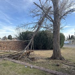 If a tree fell on your property due to strong winds, we can provide assistance.