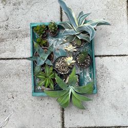 Tons Of Succulents. Agave, Aloe, Cactus, Succulents, Jade