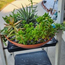 Arrangement of succulents. 