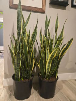 Snake plants 3ft tall