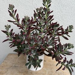 Plants / Succulents 