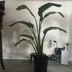 Bird of paradise live