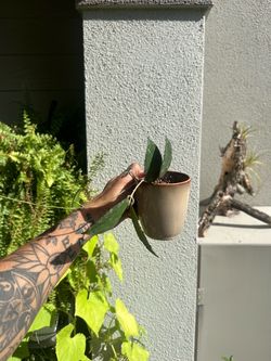 Hoya Caudata Sumatra