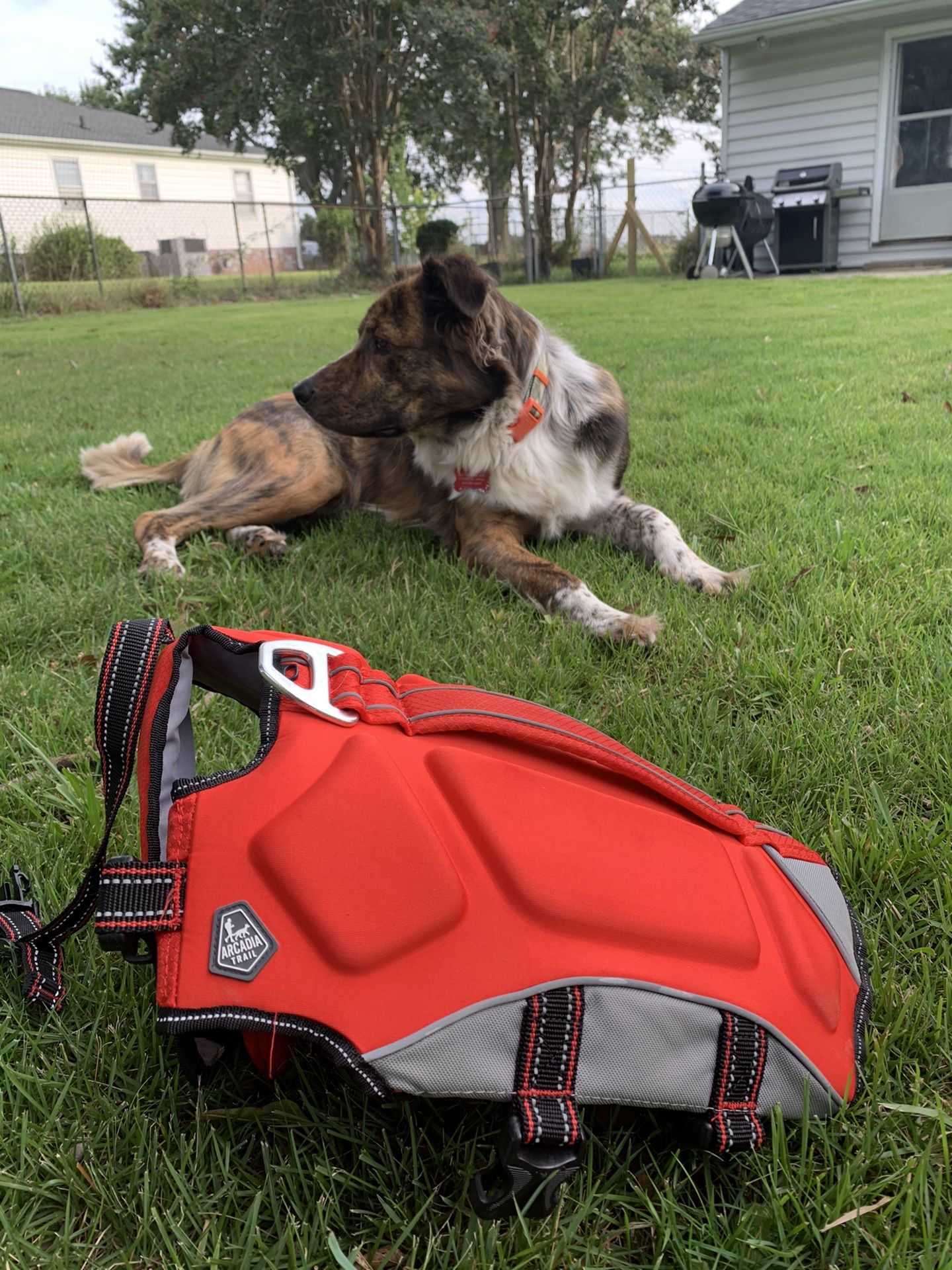 Dog Life Jacket