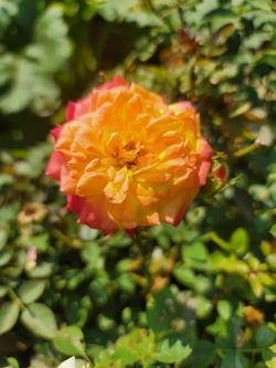 Exotic And Hybrid Roses
