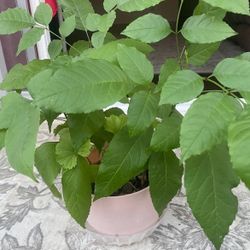 Cherrie 