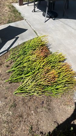 Firestick clippings