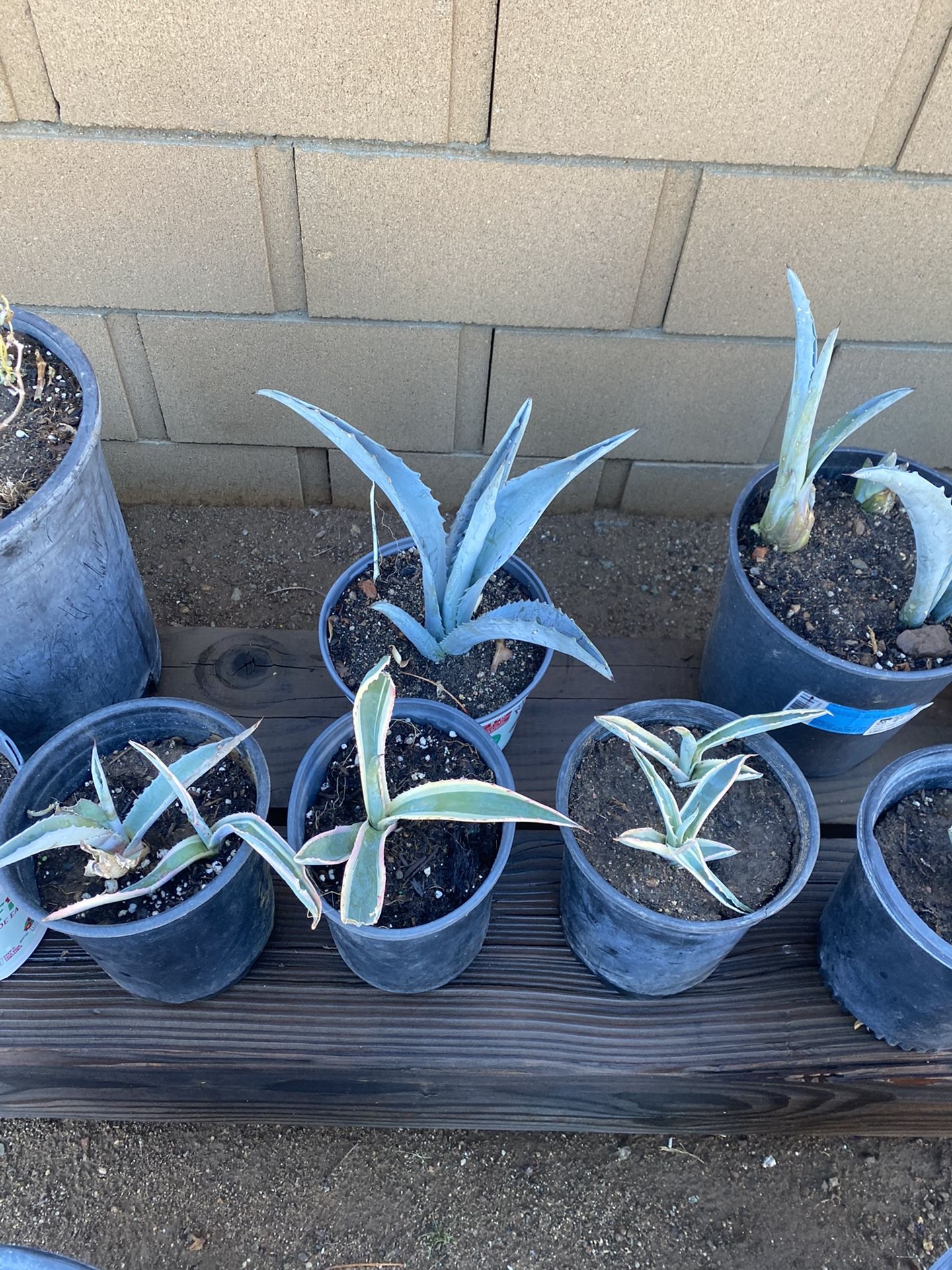 Agaves $10-15 Each - Cada Uno -