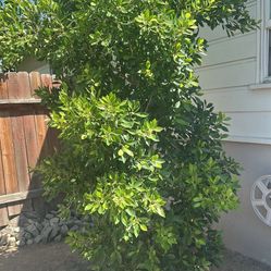 Trees All In Excellent Condition Very Beautiful Trees