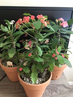 Euphorbia hybrids 🌺