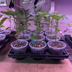 Pardon Pepper Plants 4” Pot