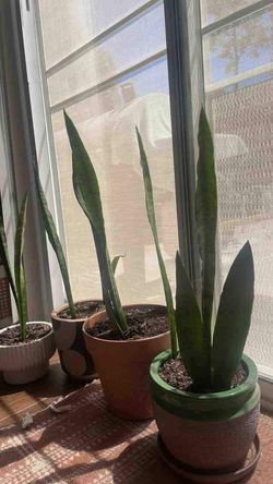 Gorgeous Snake Plants!!
