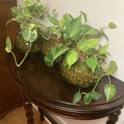 Trio of Plants In MXM Pots