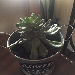 Succulent