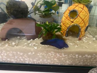 Free betta