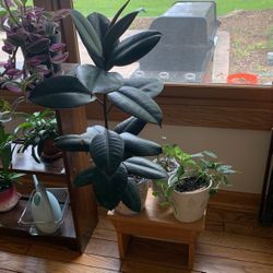 Rubber Tree