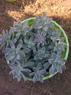 Succulent