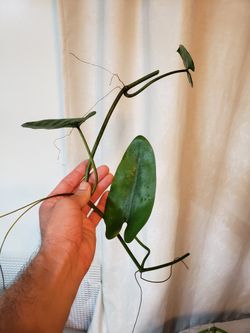 goldfish plant Goldfish Plant 'Mardi Gras' For Sale – Logee's Plants main image 0