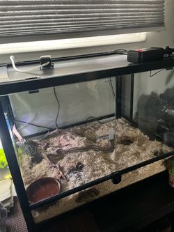 Rosy boa tank terrarium