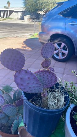 Catus