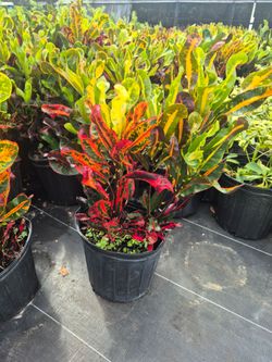 CROTONS MOMMY 3GALLONS