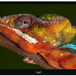 Chameleon 10.1” Double Din Entertainment Radio 