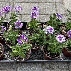 Beautiful and Unique Verbena in 4" Pots