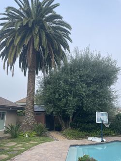 Tree Trimming 