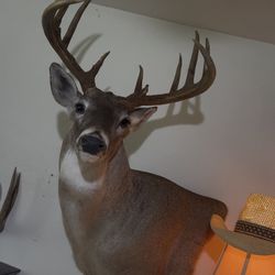 Taxidermy Bundle $450 For All In Pics