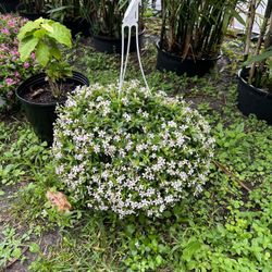 Cargará tus Roseus In Hanging Baskets. SPECIAL PRICE 🤩